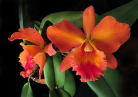 Flower Flora Nature