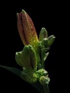 Large-Flowered Daylily Raindrop