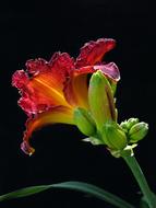 Large-Flowered Daylily Red Flower