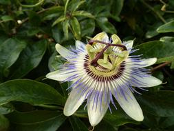 Passionflower Pretty Flower