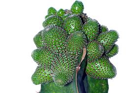 green fruits in a net