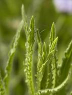green colorful grasses
