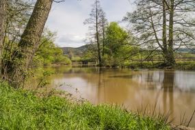 Nature Waters Tree
