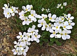 Flowers Snow Flake Flower Small
