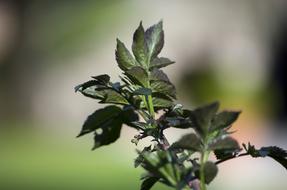 plants on a branch in bluray