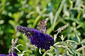 Butterfly Flower Kumule