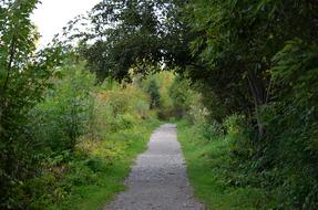 Nature Tree Landscape
