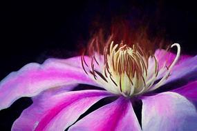 Clematis Structure Close Up