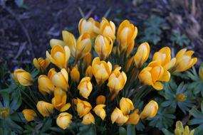 Natural Flower Plant