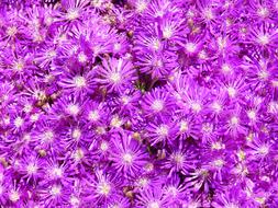 Flower Color Nature