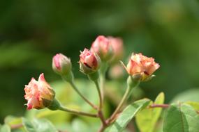 Roses Flowers Nature