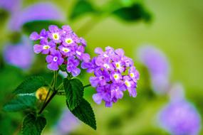 Nature Leaf Flower