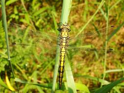Nature Insect At The Court Of