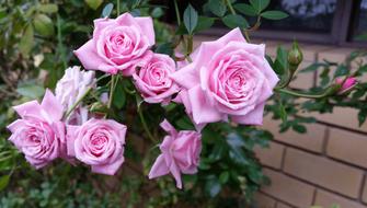 Flower Rose Flora