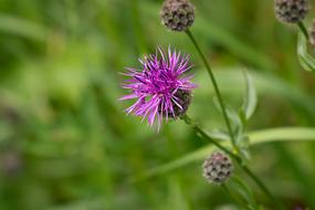 Knapweed Purple Flower