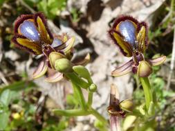 Apiary Abellera Orchid