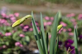 Narcissus Flower Nature