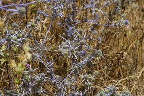 Thistle Blue Blaudistel