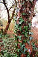 Tree Trunk