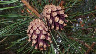 Wood Pine Nature
