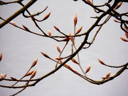 little shoots on the branches