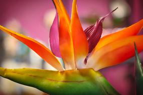 Strelizie Flower Exotic