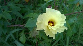 Cotton Flower Flowers
