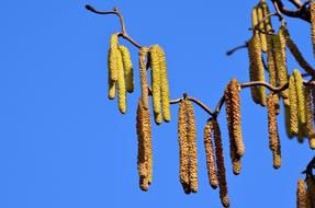 Walnut Hazelnut Seeds