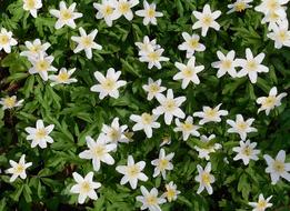 Anemone Spring Flowers Nature