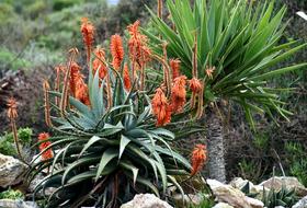 Plant Aloes Hardy Dry