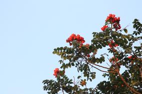 Tree Branch Nature