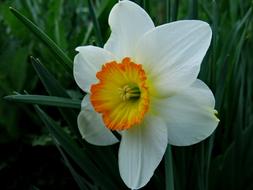 Narcissus Nature Flower