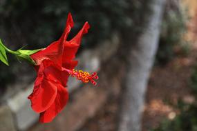 Nature Outdoors Flower