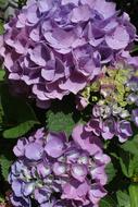 Hydrangea Flower Blue