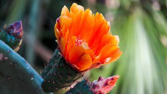 Cactus Flower