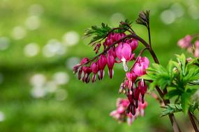 Bleeding Heart Flower Blossom