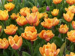 Tulip Flower Plant