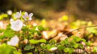 Spring Beautiful Farbenpracht