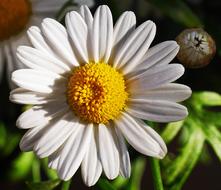 Marguerite Blossom Bloom