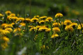 wildflowers