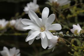 Magnolia Stellata Flower