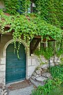 growing leaves on Door Entrance