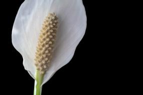 Spathiphyllum Nature Plant The
