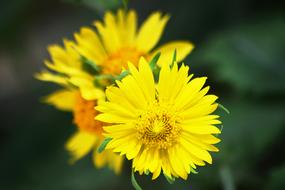 Yellow Nature Blossom