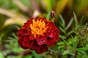 Nature Plant Garden