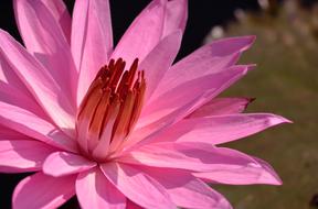 Lotus Flower Flora