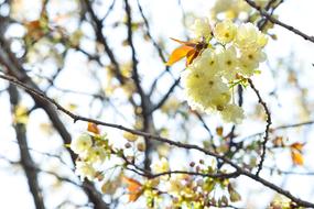 Flowers Natural Cherry