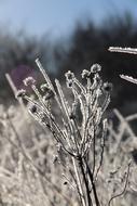 Frost Nature Winter