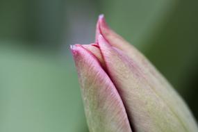 Tulip Bud Lilies