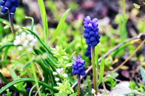 Nature Flower Plant Leaf